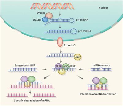 Targeted Therapy in Cardiovascular Disease: A Precision Therapy Era